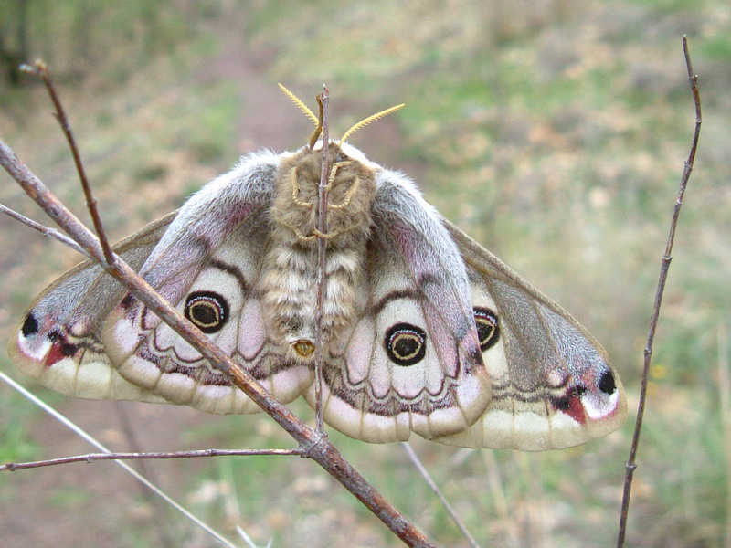 Grossa farfalla - Saturnia (Eudia) pavoniella